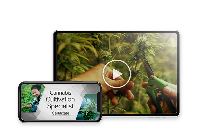 Cannabis Cultivation Specialist Certificate Webinar