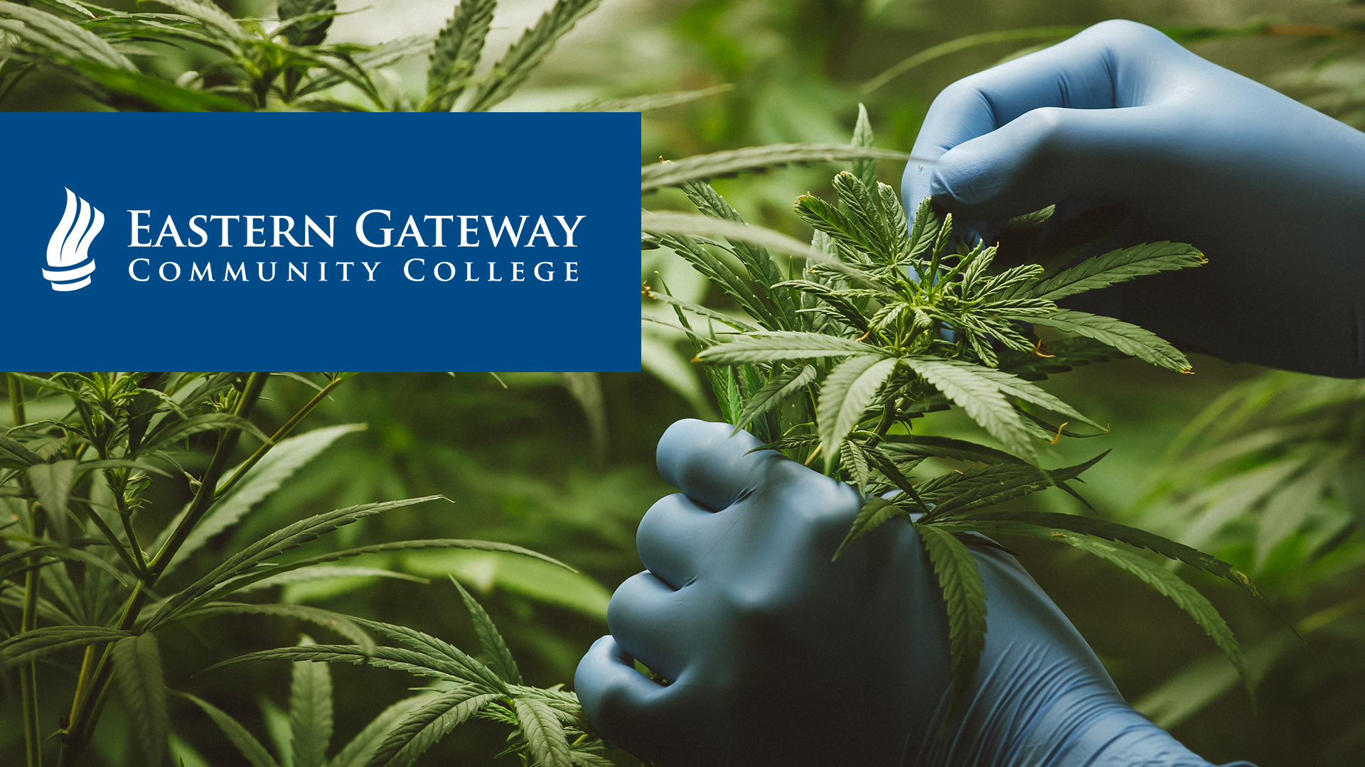 Payment Options - Cannabis Studies - Baker College